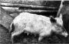 Kohalik siga Ruhnu saarel. 2,5 a emis, kehapikkus 2,5 jalga (~76 cm), 2 psk - I psk 4, II psk 6 põrsast (Karjamajandus 1930)