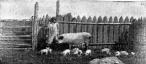 Suur-valge inglise tõugu emis 14 elujõulise põrsaga. Omanik H. Põhjalas, Raasiku, Harjumaal (Karjamajandus 1928)